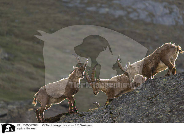Alpensteinbcke / alpine ibexes / PW-06286