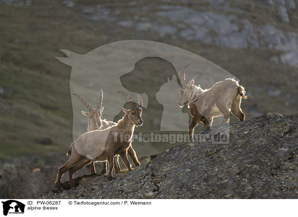 Alpensteinbcke / alpine ibexes / PW-06287
