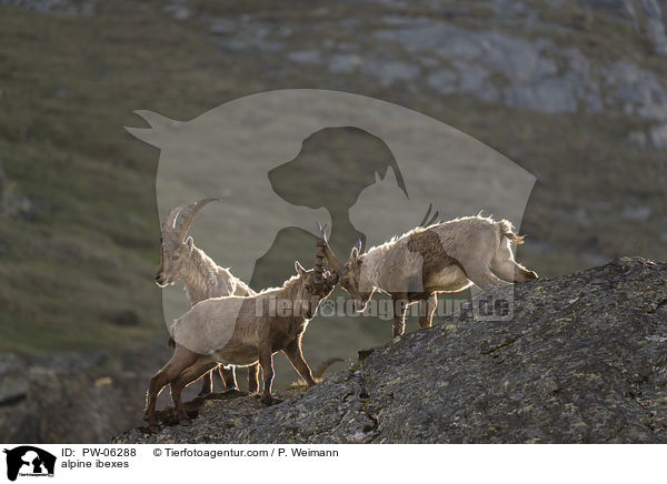 Alpensteinbcke / alpine ibexes / PW-06288