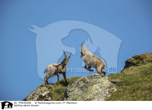 fighting alpine ibexes / PW-06289