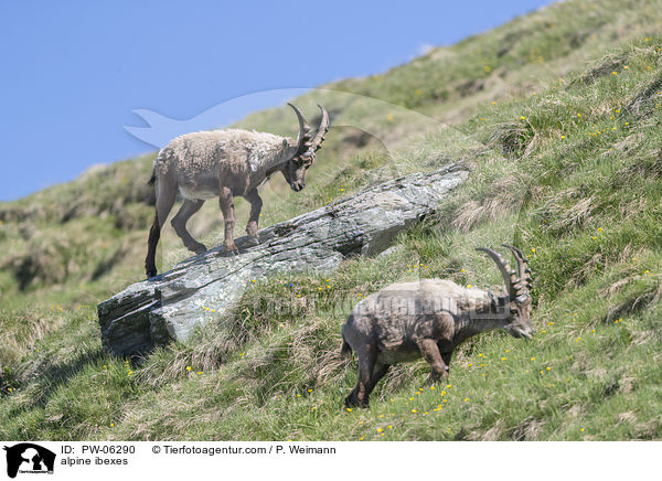 alpine ibexes / PW-06290