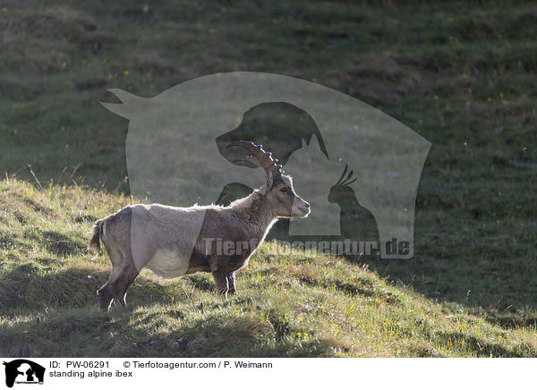 standing alpine ibex / PW-06291