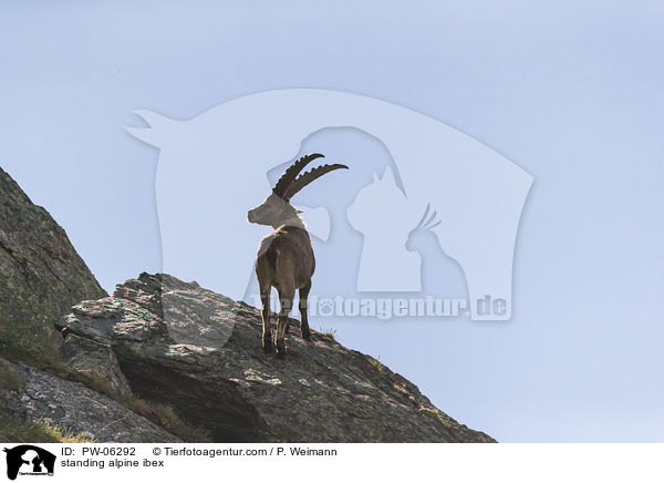 stehender Alpensteinbock / standing alpine ibex / PW-06292