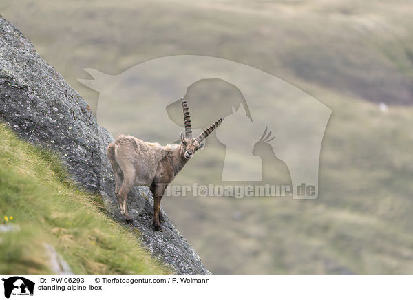 stehender Alpensteinbock / standing alpine ibex / PW-06293