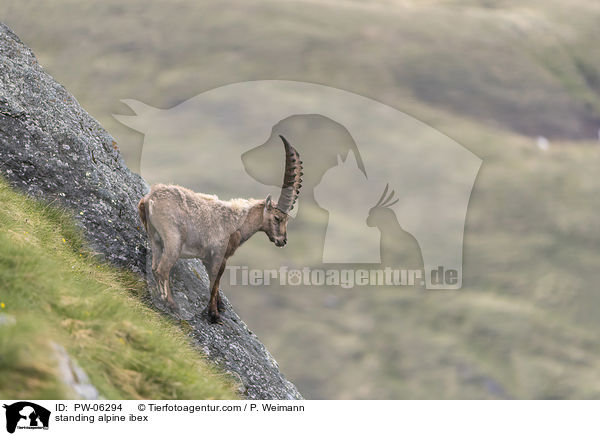 stehender Alpensteinbock / standing alpine ibex / PW-06294