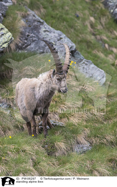 stehender Alpensteinbock / standing alpine ibex / PW-06297