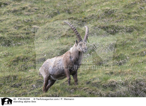stehender Alpensteinbock / standing alpine ibex / PW-06298