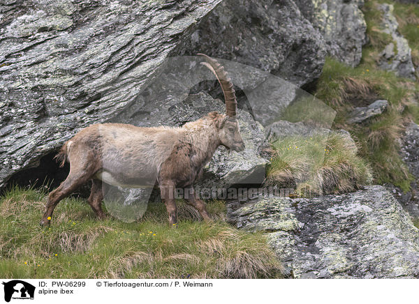 Alpensteinbock / alpine ibex / PW-06299