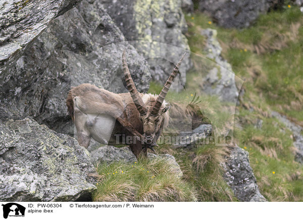 alpine ibex / PW-06304