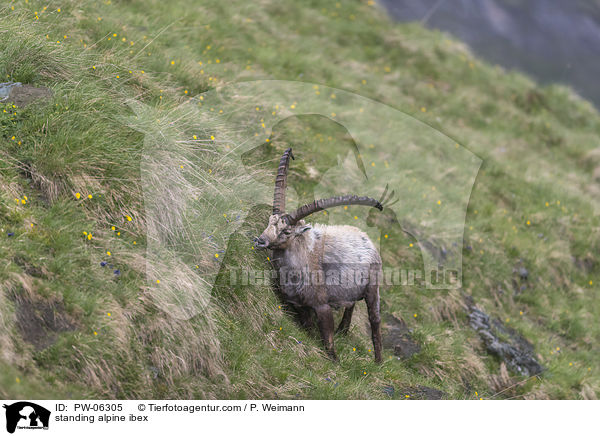 stehender Alpensteinbock / standing alpine ibex / PW-06305