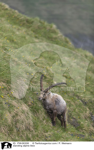 standing alpine ibex / PW-06306