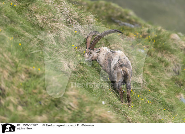 Alpensteinbock / alpine ibex / PW-06307