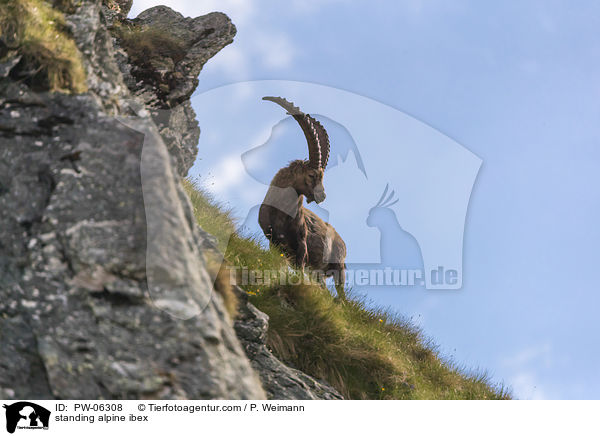 standing alpine ibex / PW-06308