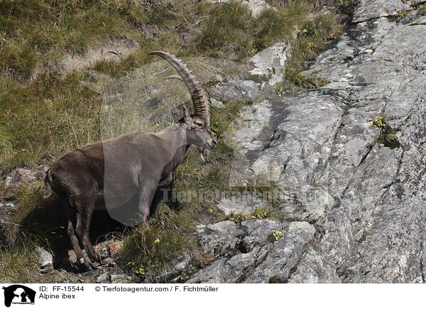 Alpensteinbock / Alpine ibex / FF-15544