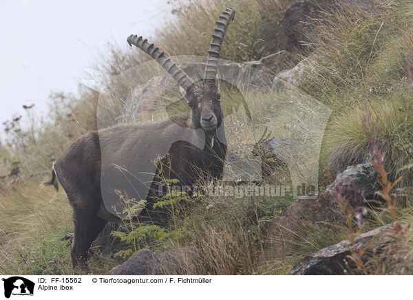 Alpine ibex / FF-15562
