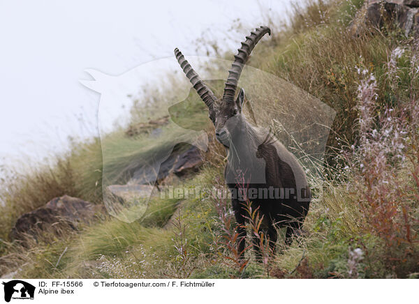 Alpine ibex / FF-15566