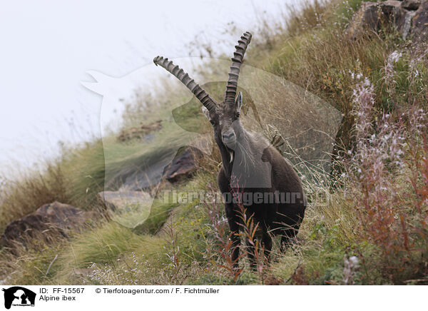 Alpine ibex / FF-15567