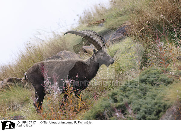 Alpine ibex / FF-15717