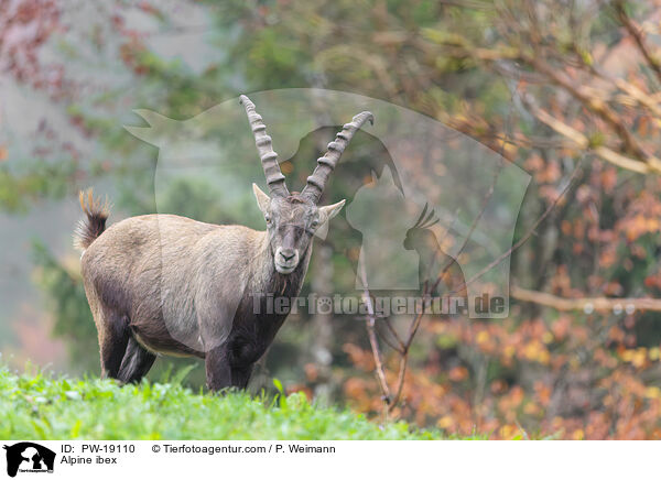 Alpine ibex / PW-19110