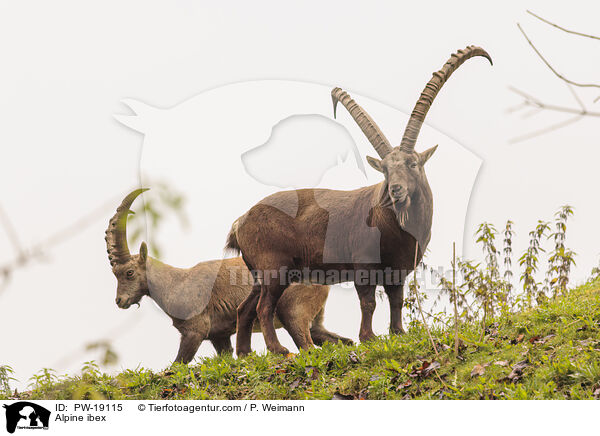 Alpensteinbock / Alpine ibex / PW-19115