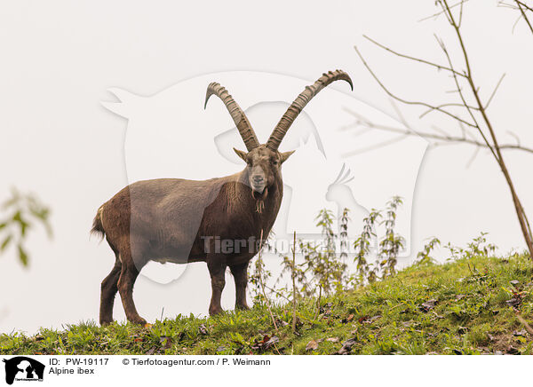 Alpine ibex / PW-19117