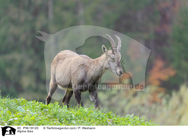 Alpine ibex / PW-19120