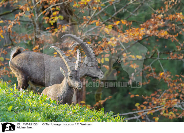 Alpensteinbock / Alpine ibex / PW-19133