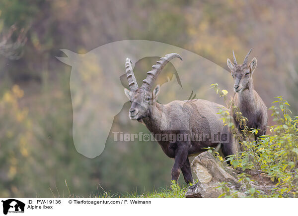 Alpensteinbock / Alpine ibex / PW-19136