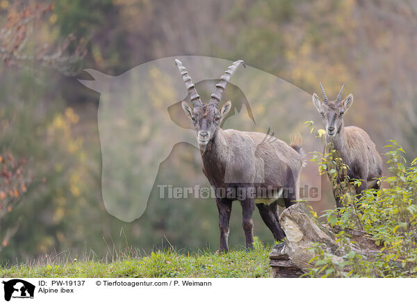 Alpine ibex / PW-19137