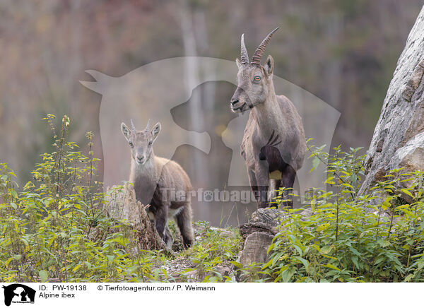 Alpensteinbock / Alpine ibex / PW-19138