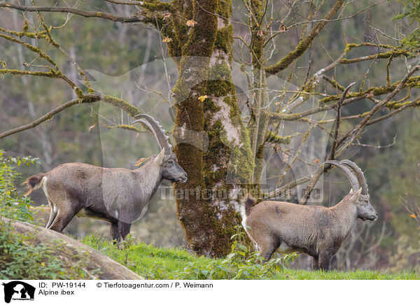 Alpensteinbock / Alpine ibex / PW-19144