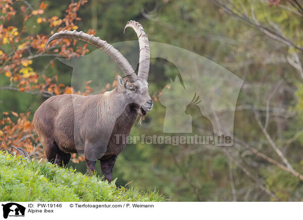 Alpensteinbock / Alpine ibex / PW-19146