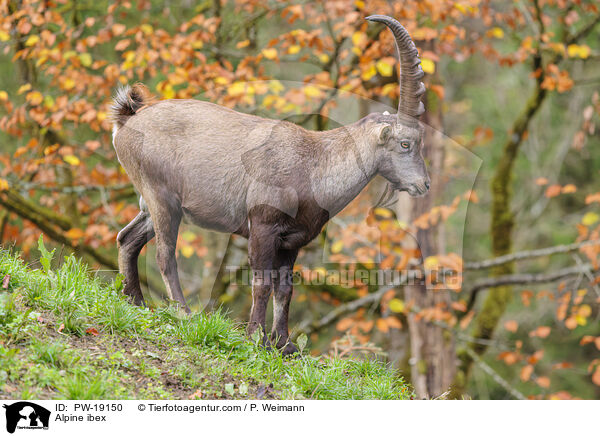 Alpine ibex / PW-19150