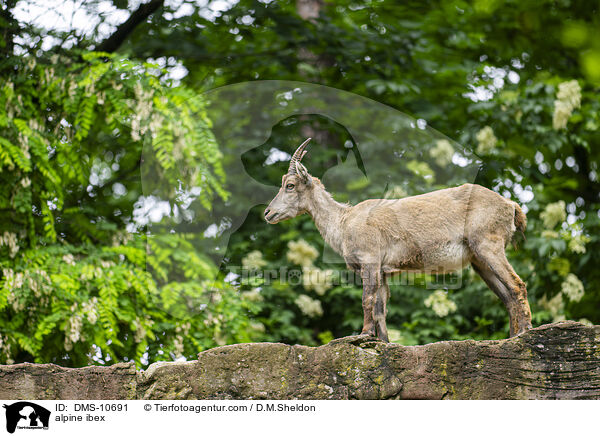 Alpensteinbock / alpine ibex / DMS-10691
