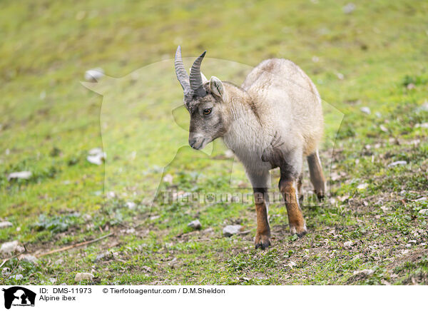 Alpensteinbock / Alpine ibex / DMS-11973