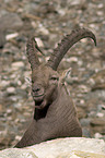 ibex