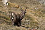 ibex