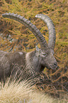 ibex