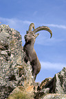 ibex