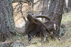 ibex