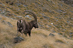 ibex