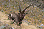 ibex