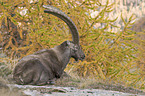 ibex