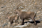 ibex