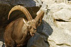 ibex