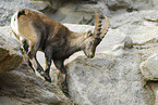 ibex