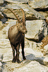 ibex