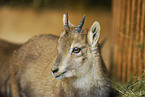 young ibex