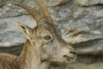 ibex