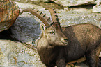 ibex